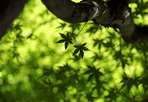 кленовый лист, листья, зелень, клён, maple leaf, Макро