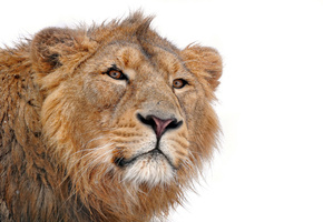 panthera leo, lion, грива, смотрит, усы, морда, Лев, молодой
