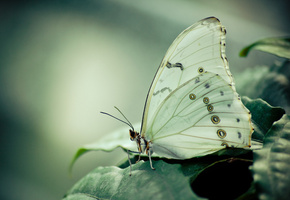 Бабочка, листва, морфо