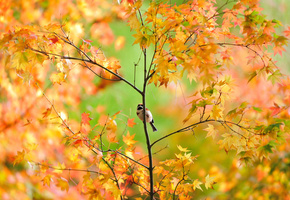 японский, дерево, осень, листва, Птичка, воробей, клён