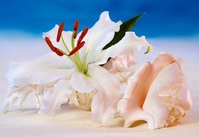 Lilium candidum, Flower, Shell