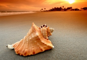 Shell, Sunset, Beach