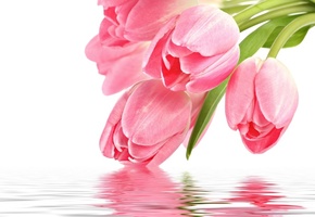 цветы, with love, pink, for you, reflection, Flowers, розовый, tulip, pink tulips