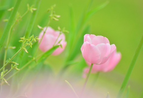 растения, зелень, Тюльпан, розовый, бутон, цветок