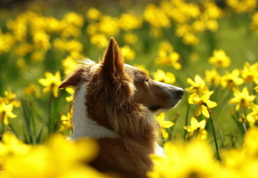 поле, Собака, цветы