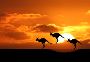 силуеты, Австралия, солнце, кенгуру