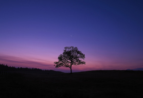 Вечер, x-pro1, дерево, луна, небо, fujifilm