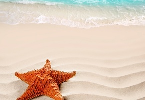 лето, beach, nature, песок, starfish, море, пляж, sea, Nature, sand