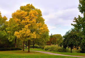 аллея, парк, Осень, деревья