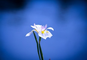 цветок, лилия, синий фон