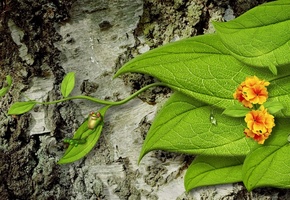 кора, зелень, листья, лягушка, фотошоп