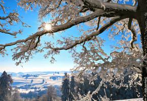 дерево, солнце, швейцария, снег, ветки, горы, Зима